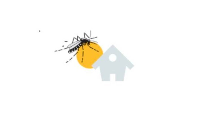 Mosquito tigre y enfermedades: cómo protegerse del dengue, el chikungunya y el Zika