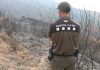 Un detenido acusado de causar tres incendios forestales en El Prat de Llobregat Un detenido acusado de causar tres incendios forestales en El Prat de Llobregat