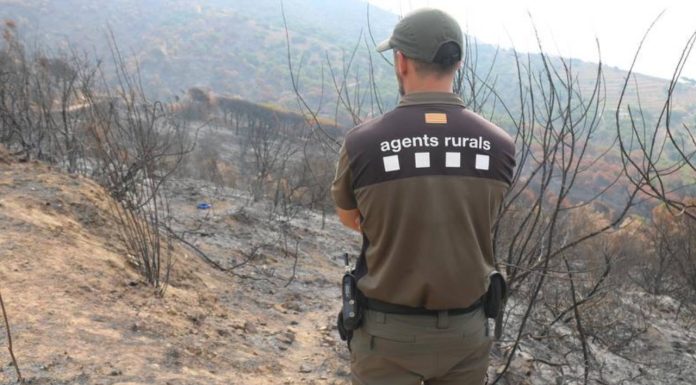 Un detenido acusado de causar tres incendios forestales en El Prat de Llobregat Un detenido acusado de causar tres incendios forestales en El Prat de Llobregat
