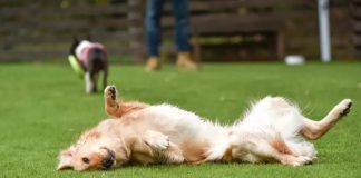 Vecinos del Poblenou recogen firmas contra la restricción de perros al parque Vecinos del Poblenou recogen firmas contra la restricción de perros al parque