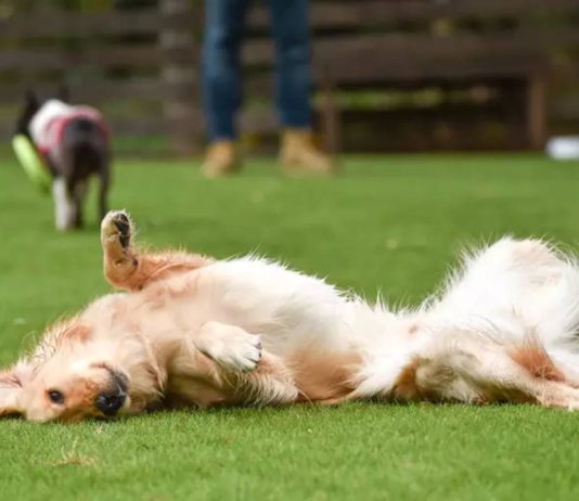 Vecinos del Poblenou recogen firmas contra la restricción de perros al parque Vecinos del Poblenou recogen firmas contra la restricción de perros al parque