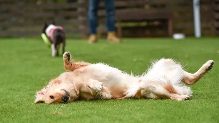 Vecinos del Poblenou recogen firmas contra la restricción de perros al parque