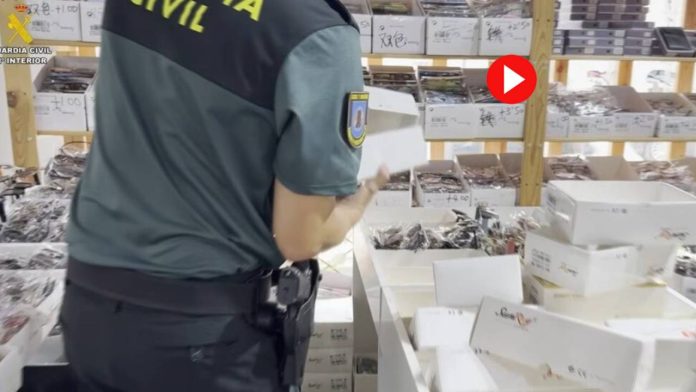 Intervienen en Badalona 40.600 gafas de sol falsificadas