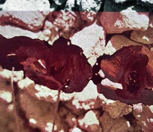 La Capella inaugura tres exposiciones gratuitas en Barcelona La Capella inaugura tres exposiciones gratuitas en Barcelona